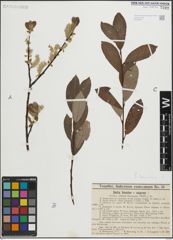 Foto von Salix laurina Sm.
